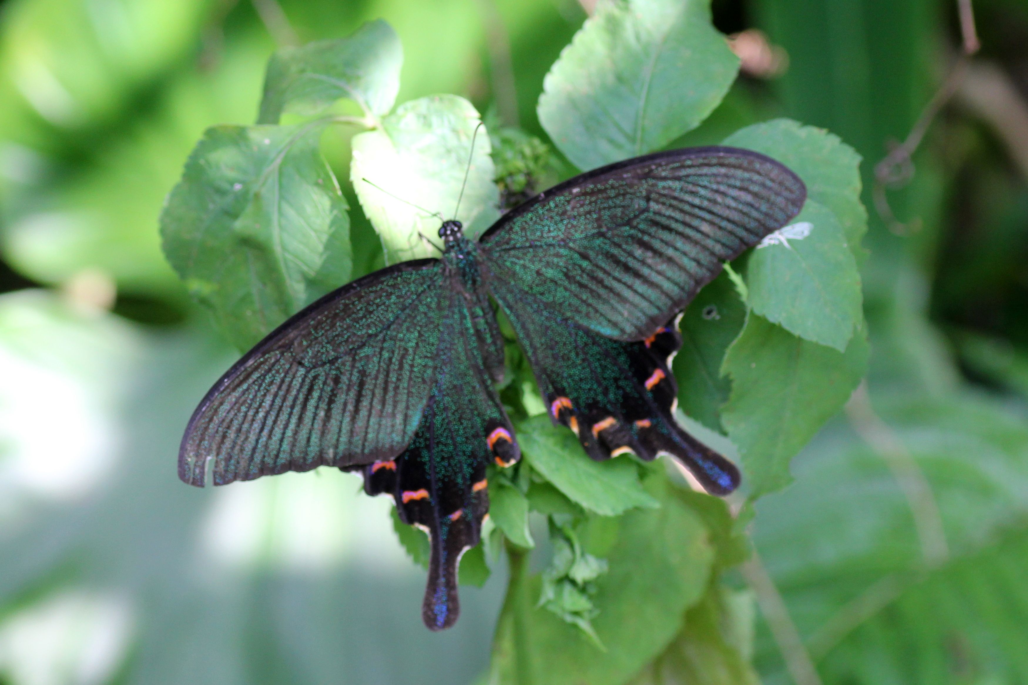 ヤエヤマカラスアゲハ | GreenBreeze