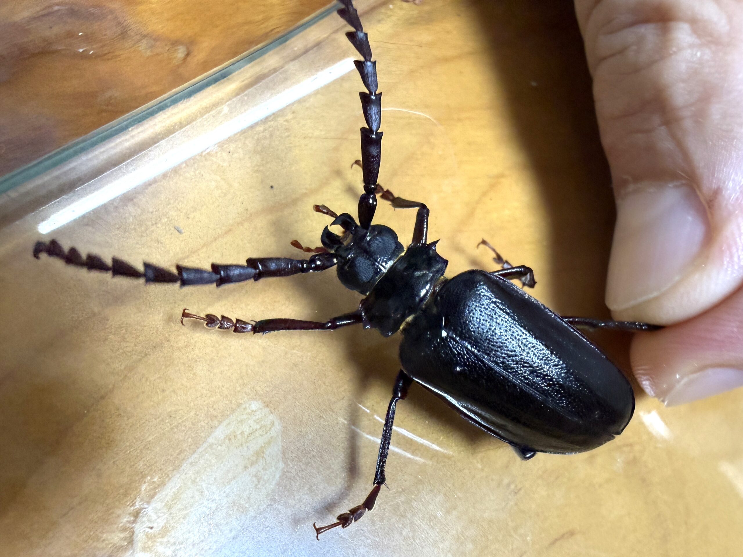 ノコギリカミキリ