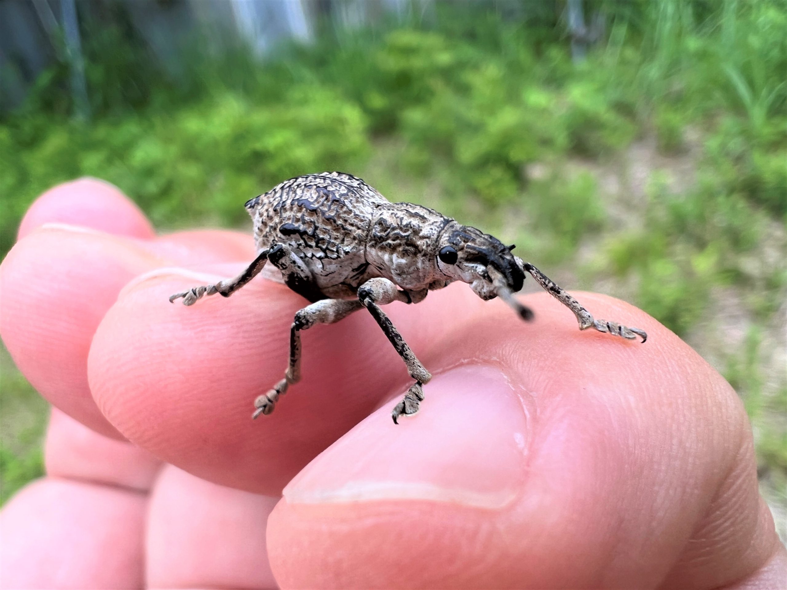 シロコブゾウムシ | GreenBreeze