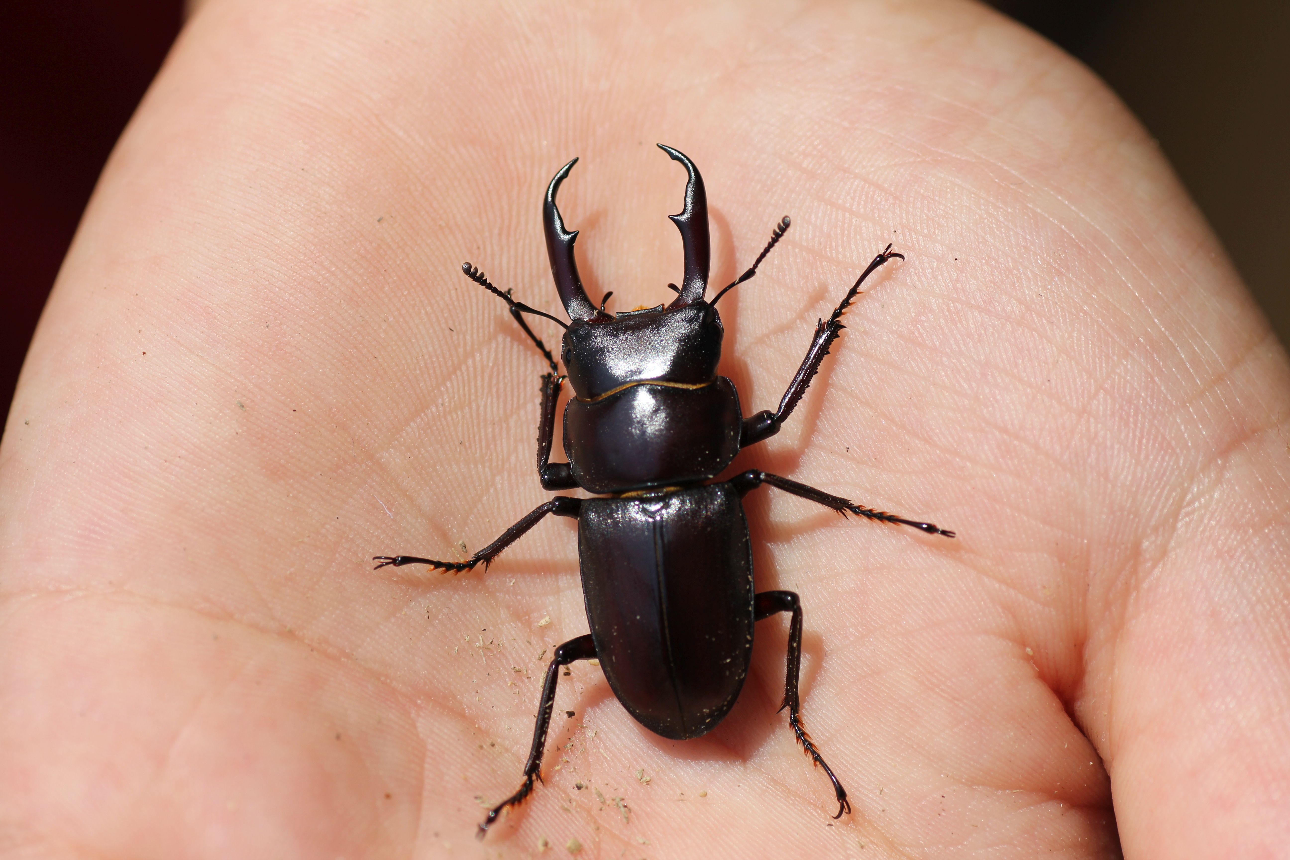 トクノシマコクワガタ | GreenBreeze