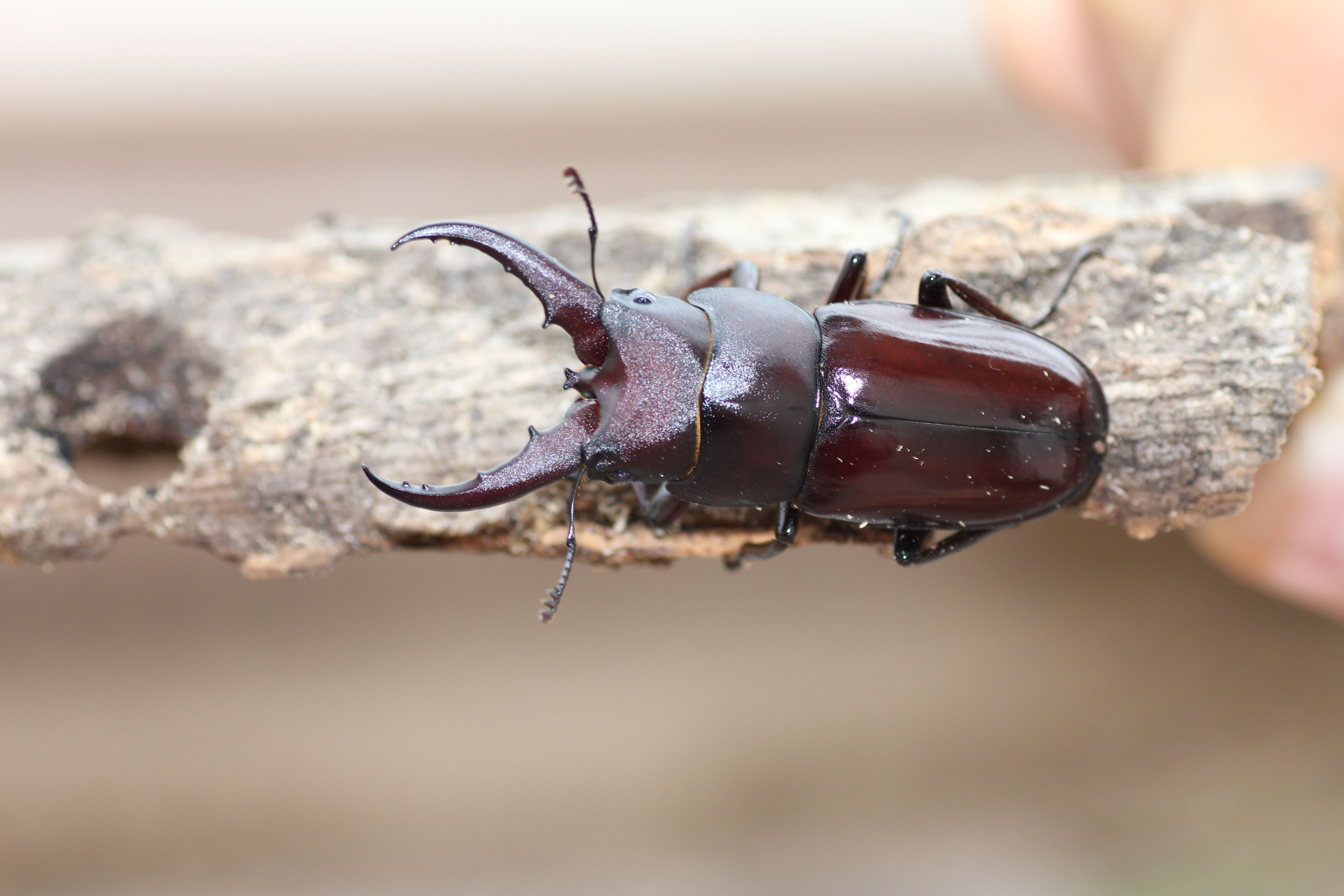 トクノシマノコギリクワガタ | GreenBreeze