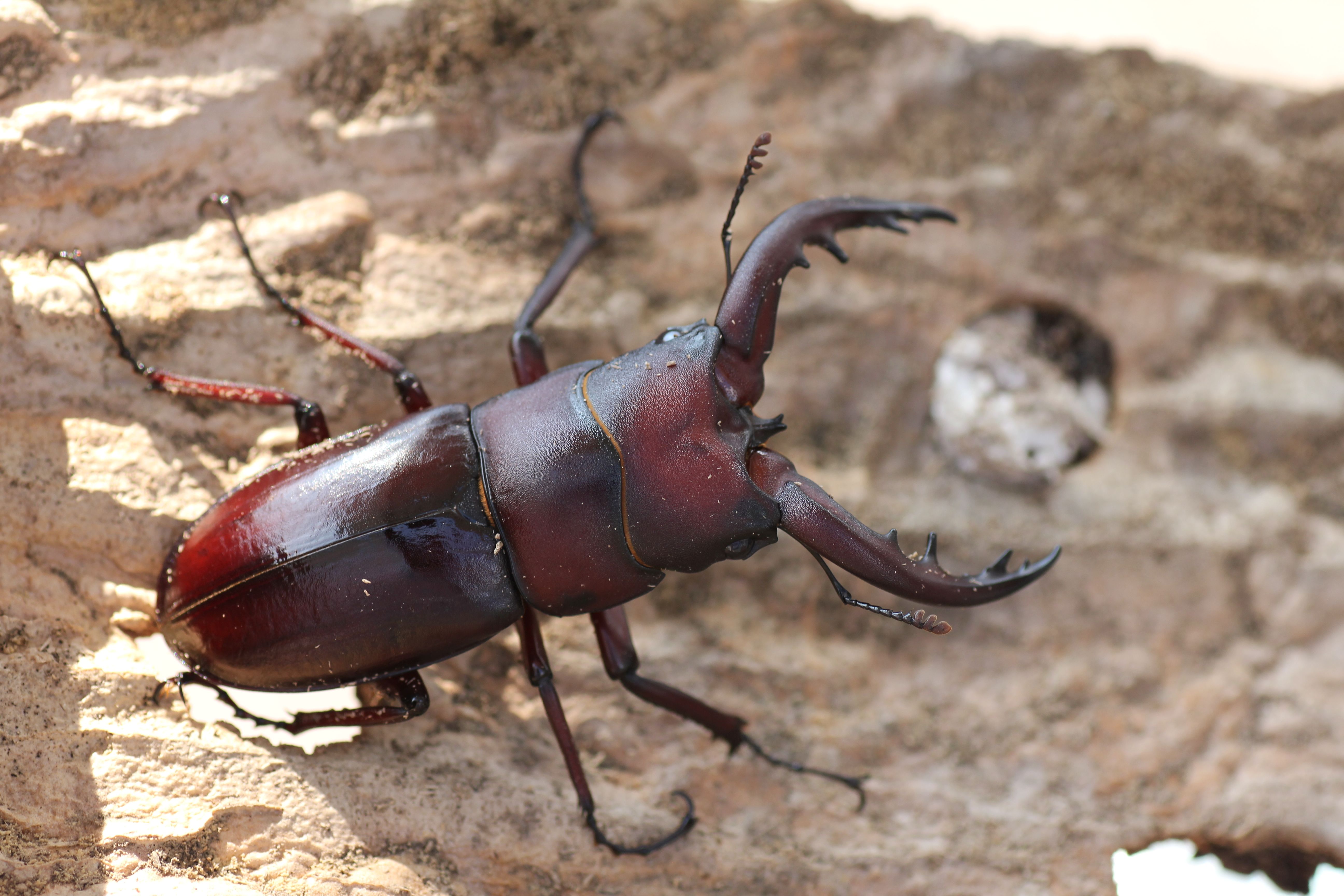 トクノシマノコギリクワガタ | GreenBreeze