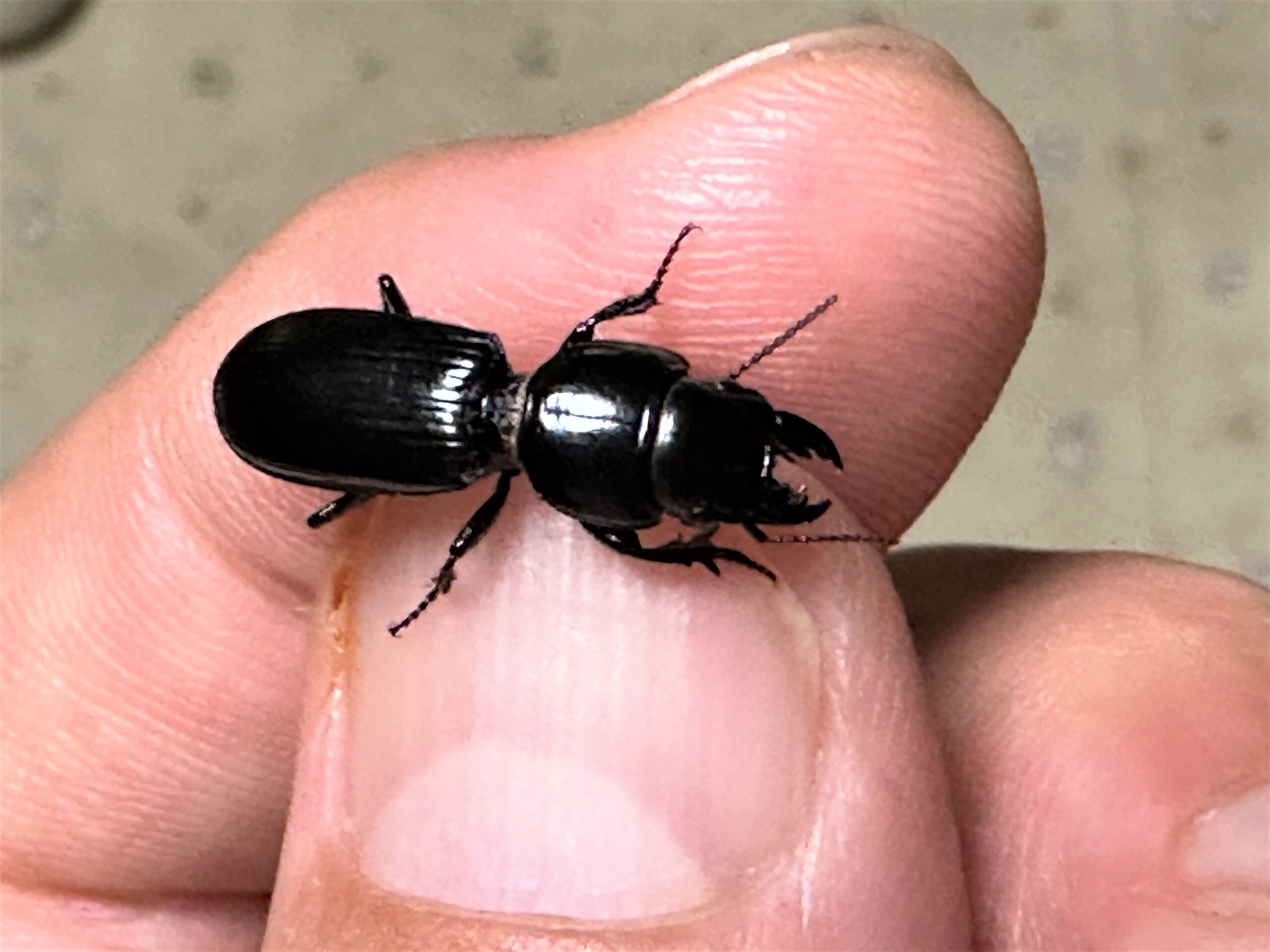 ナガヒョウタンゴミムシ | GreenBreeze