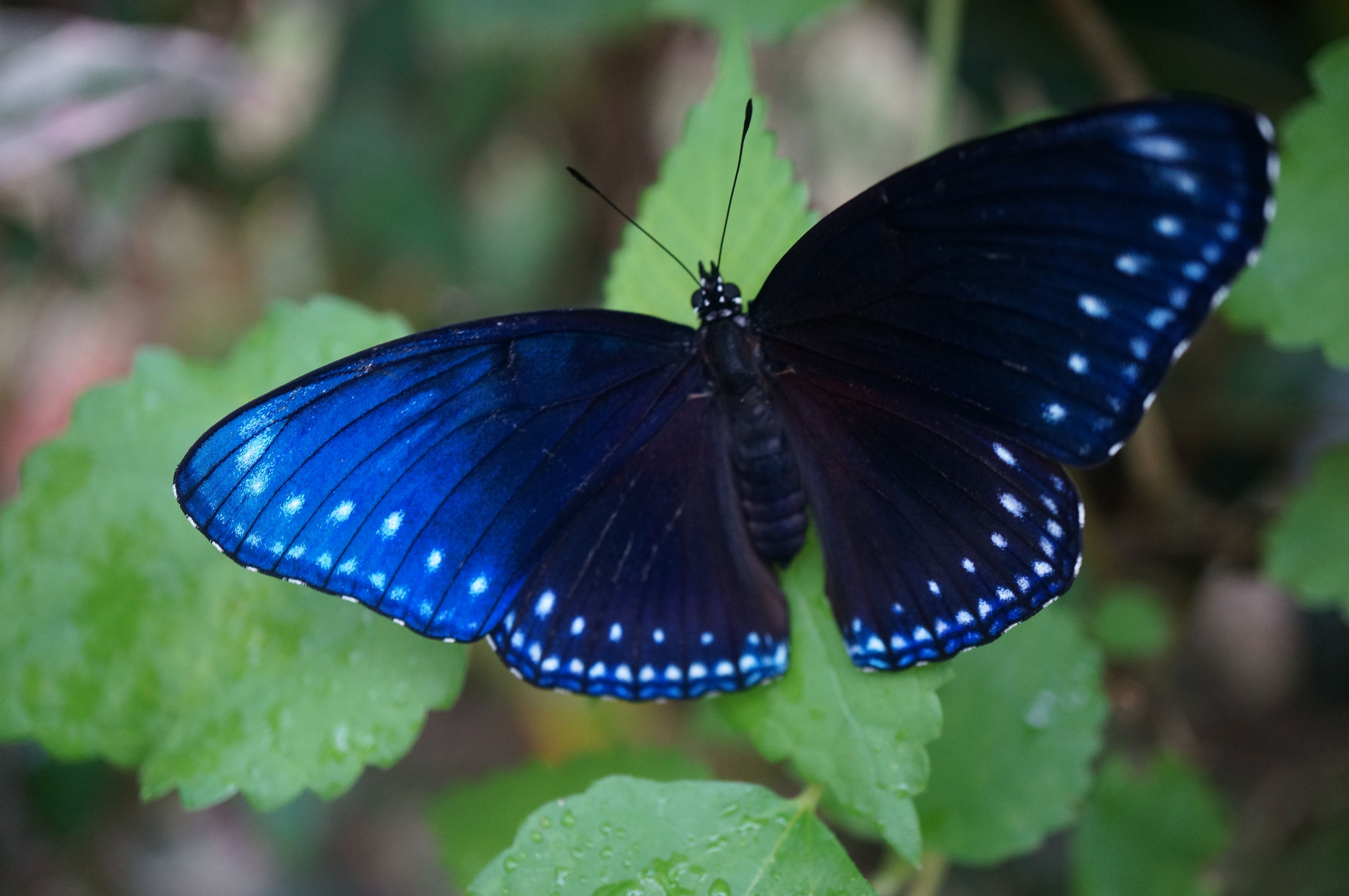 ヤエヤママルバネクワガタ | GreenBreeze