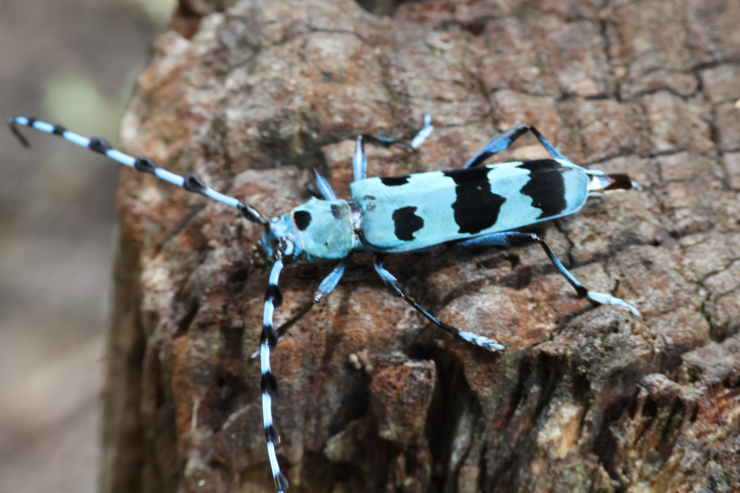 フェリエベニボシカミキリ | GreenBreeze