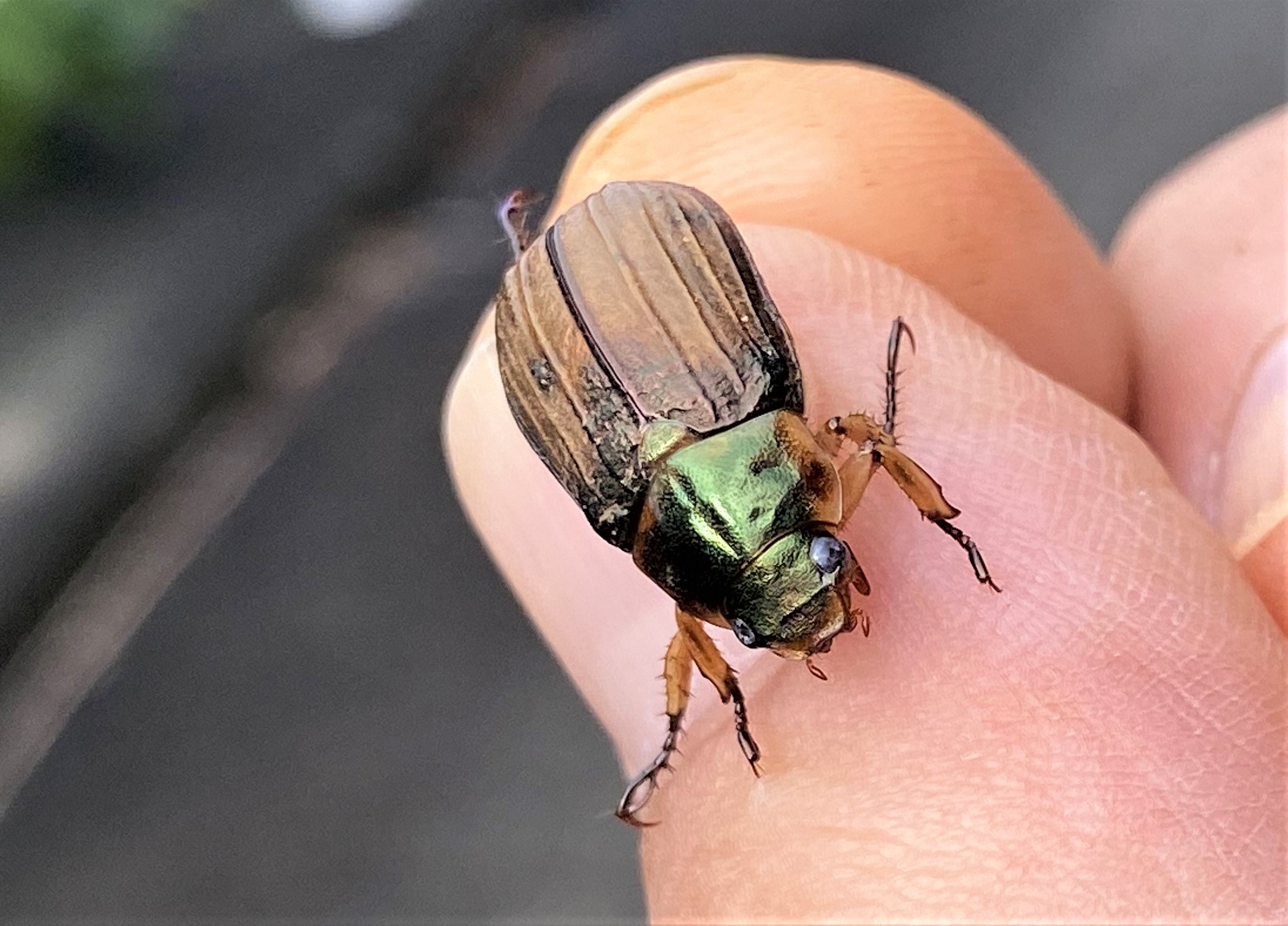 アシナガコガネ | GreenBreeze