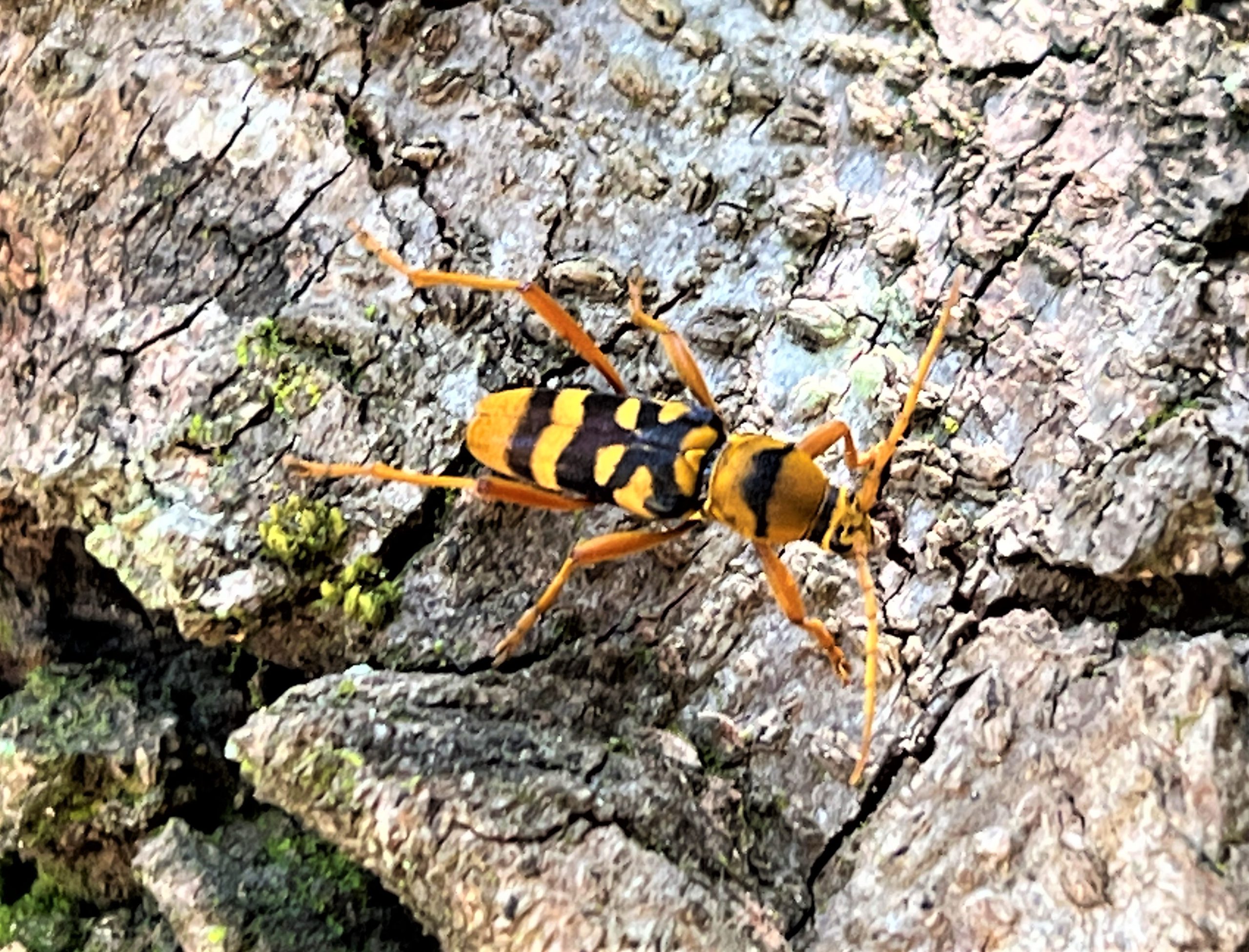 ウスイロトラカミキリ | GreenBreeze