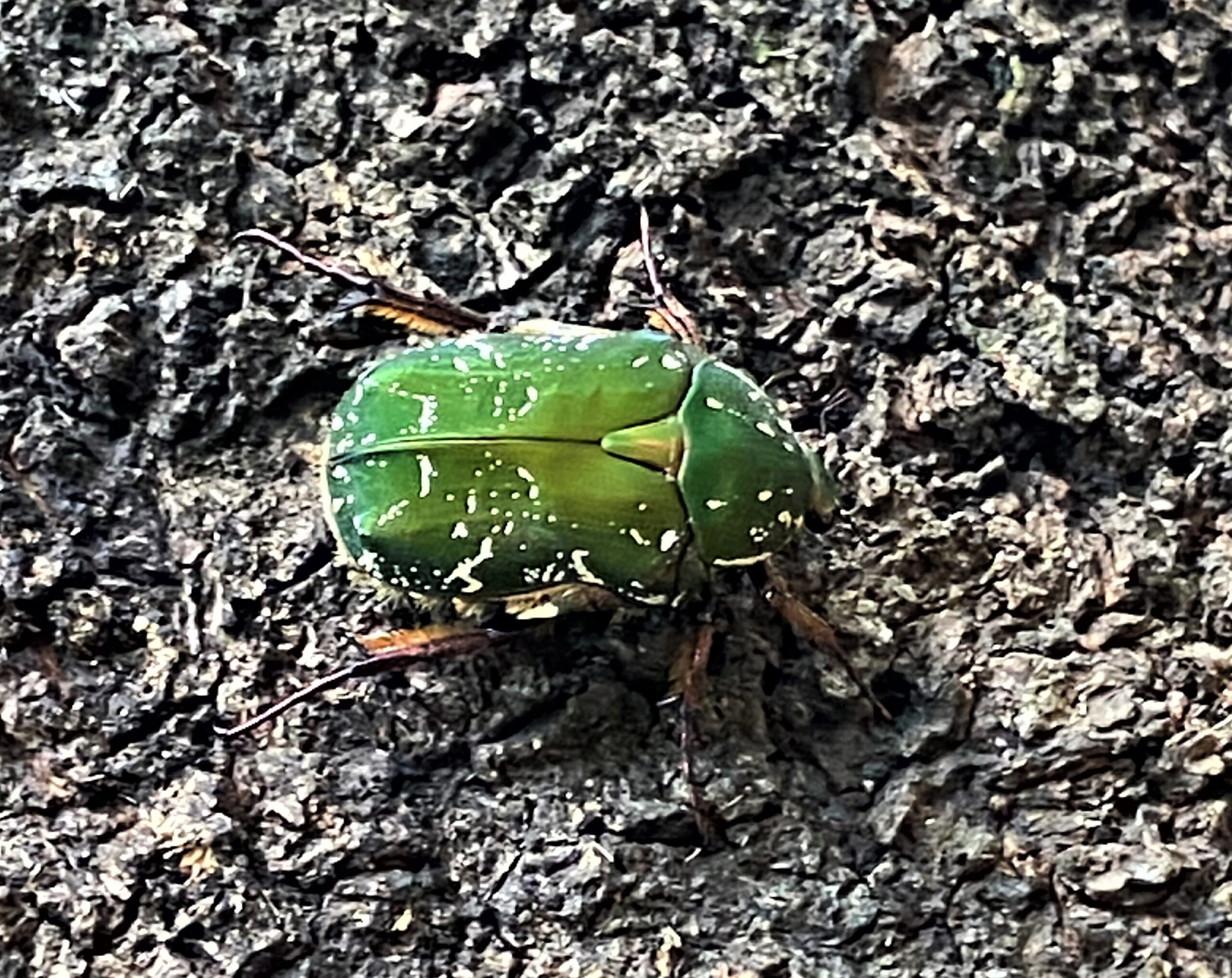 キョウトアオハナムグリ