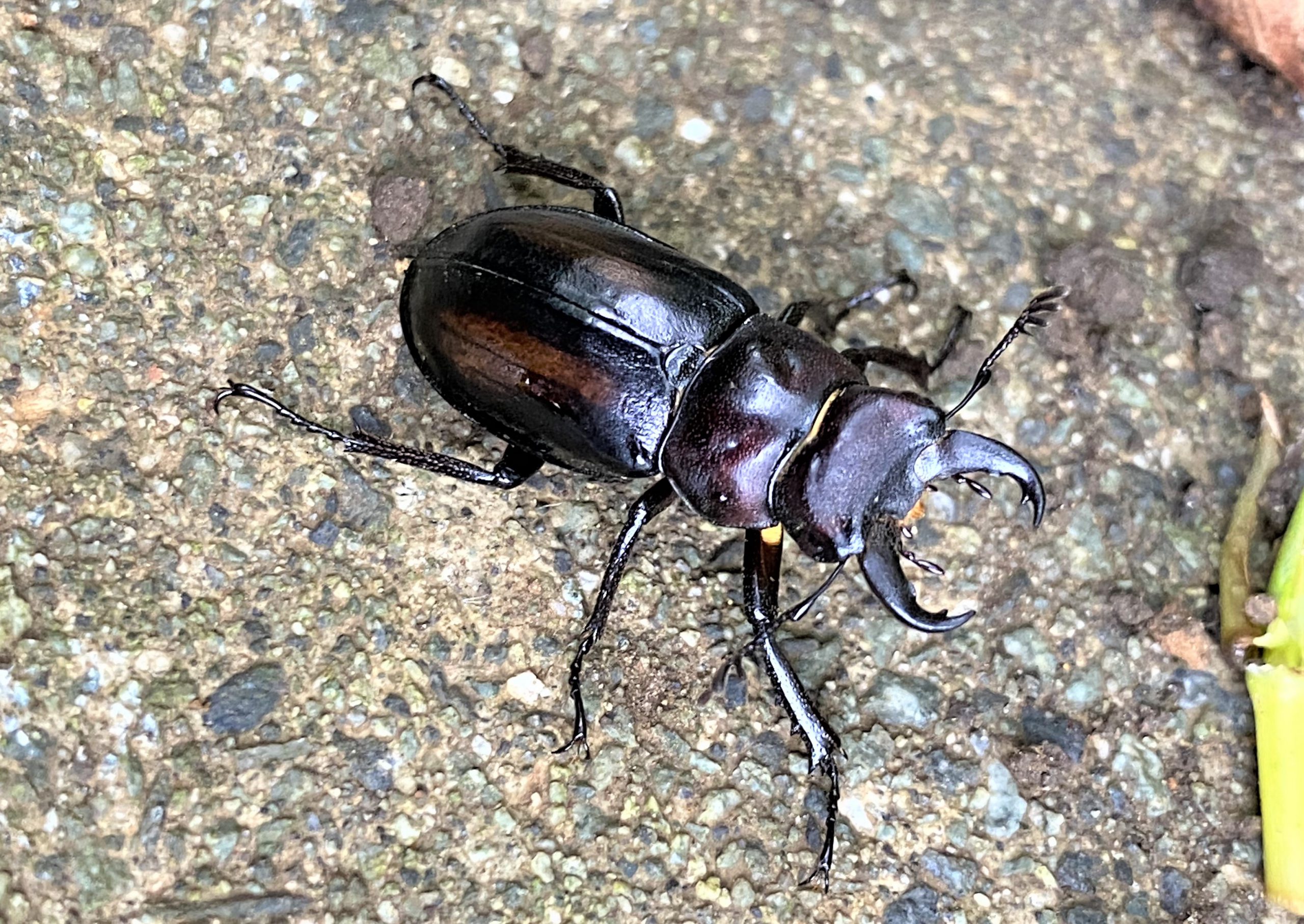 ミクラミヤマクワガタ | GreenBreeze