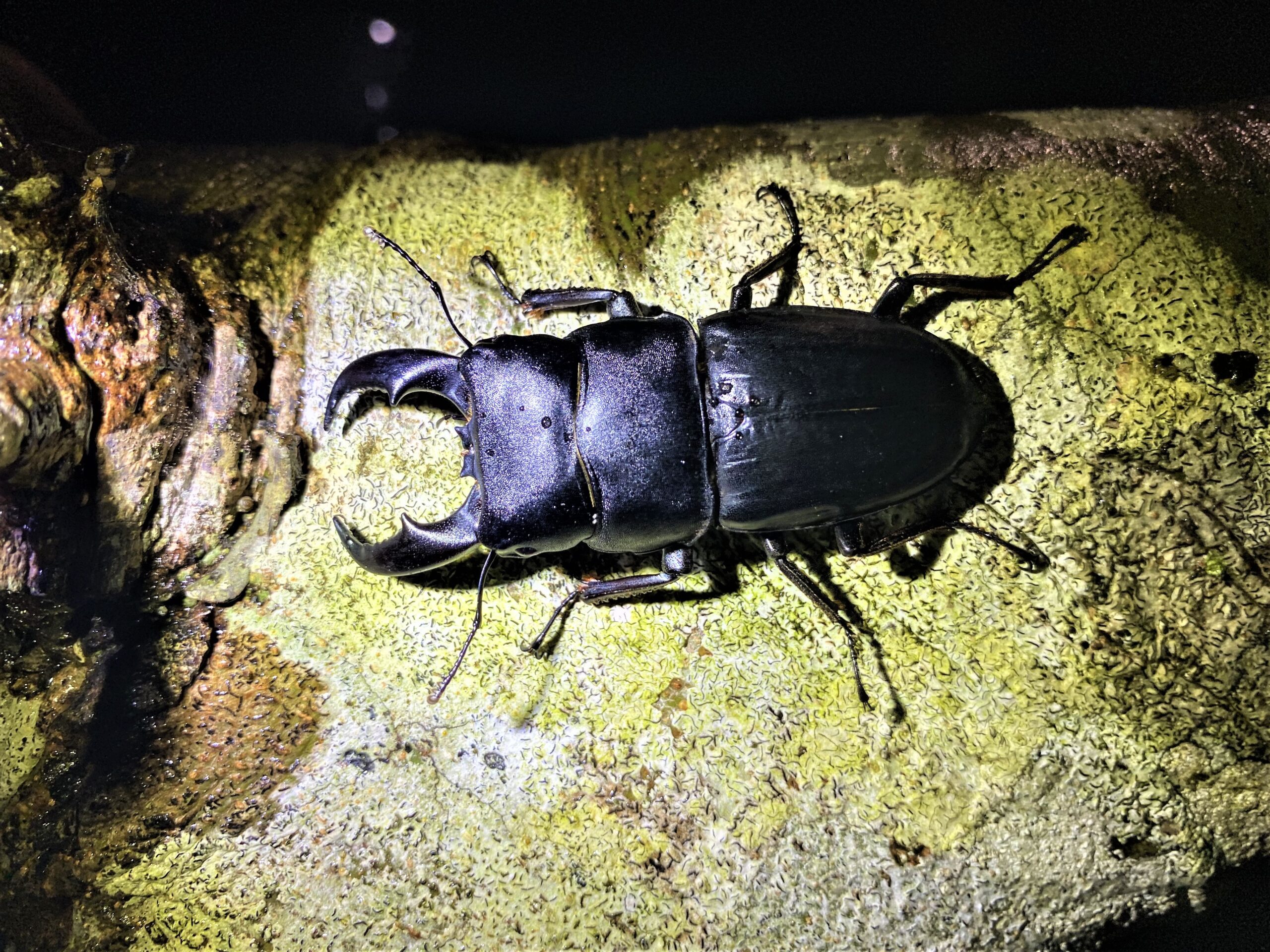 アマミヒラタクワガタ | GreenBreeze