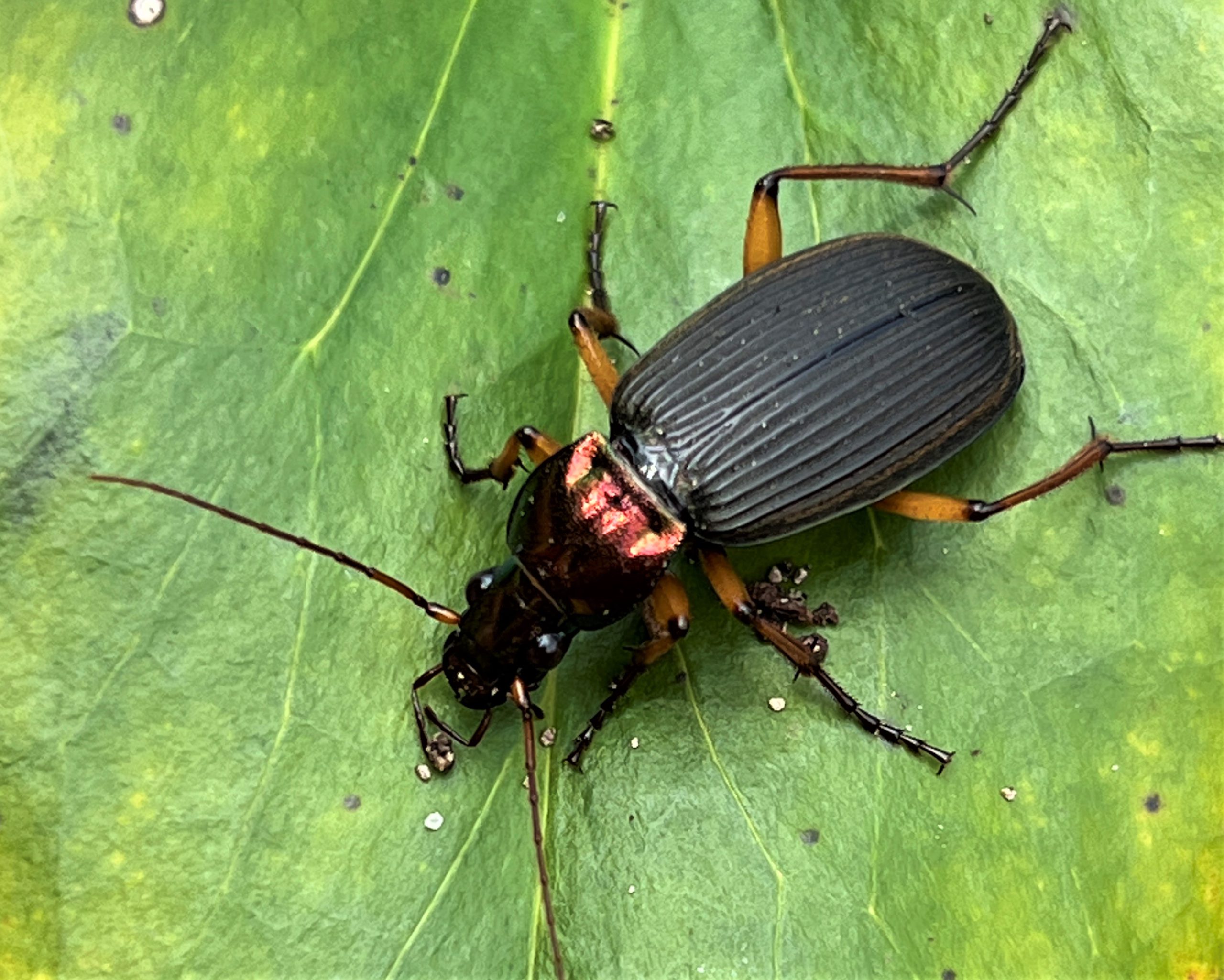 ベトナム産　ヒョウタンゴミムシセット　38-44mm ナガヒョウタンゴミムシ | GreenBreeze