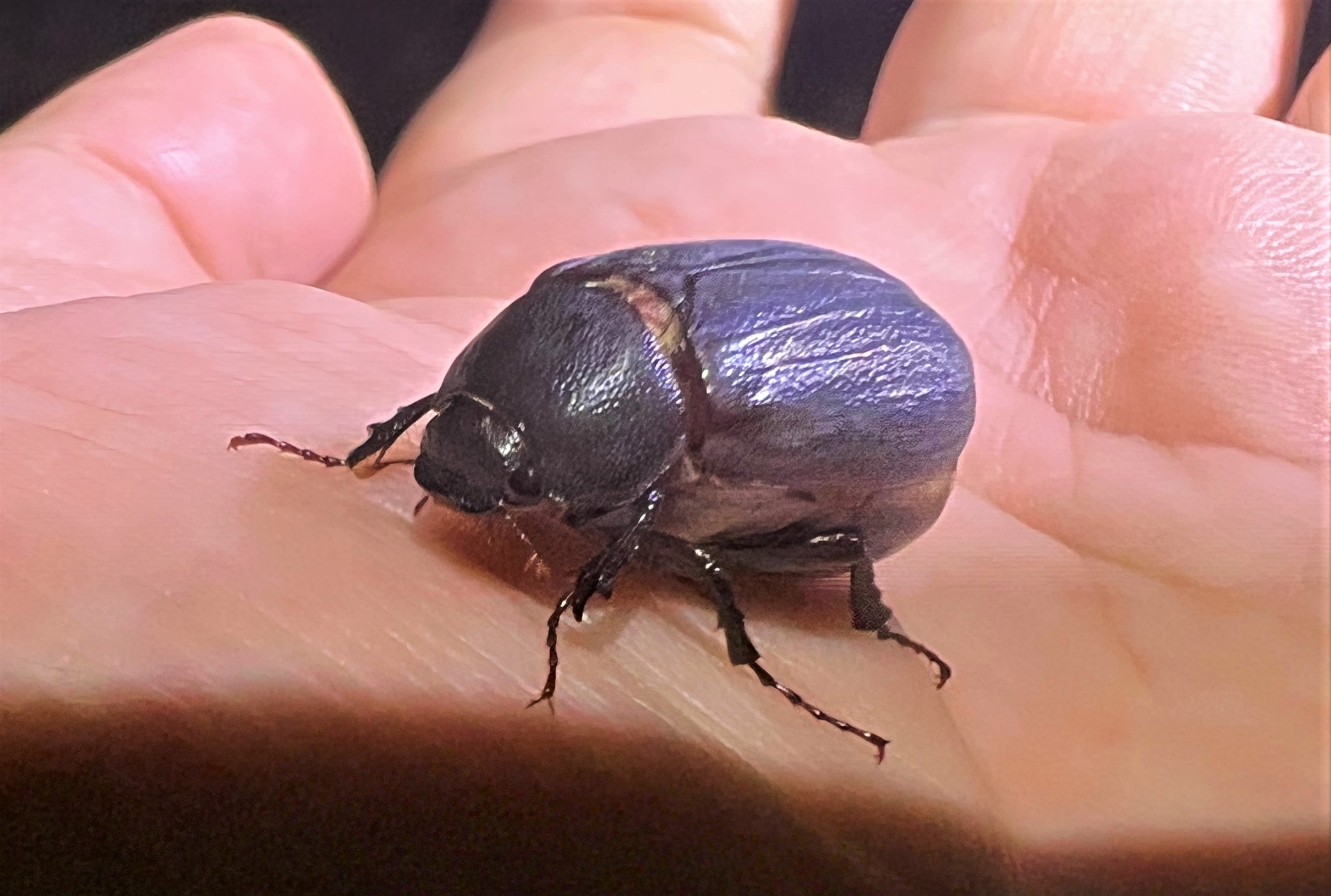 アシナガコガネ | GreenBreeze