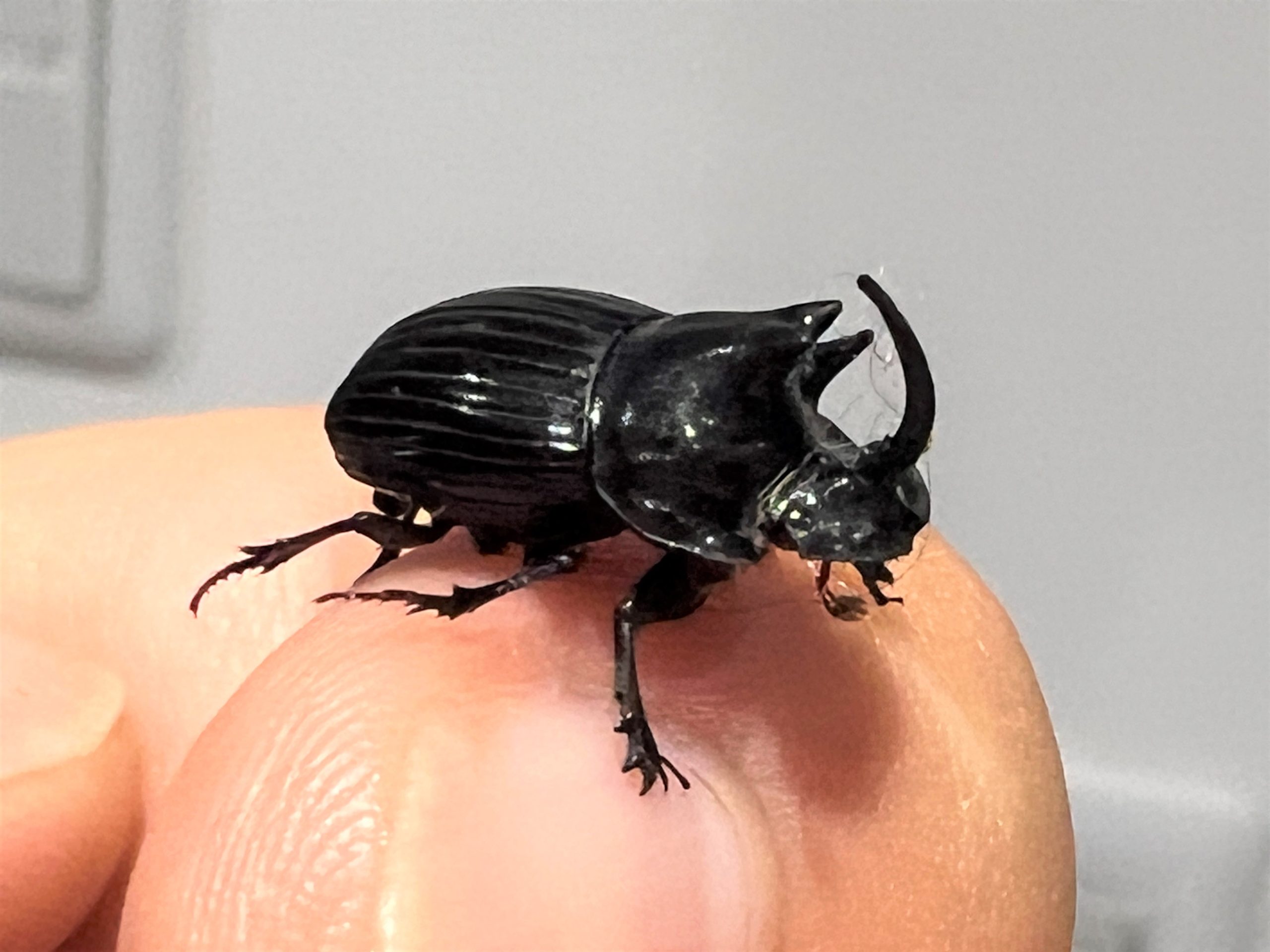 ミヤマダイコクコガネ | GreenBreeze