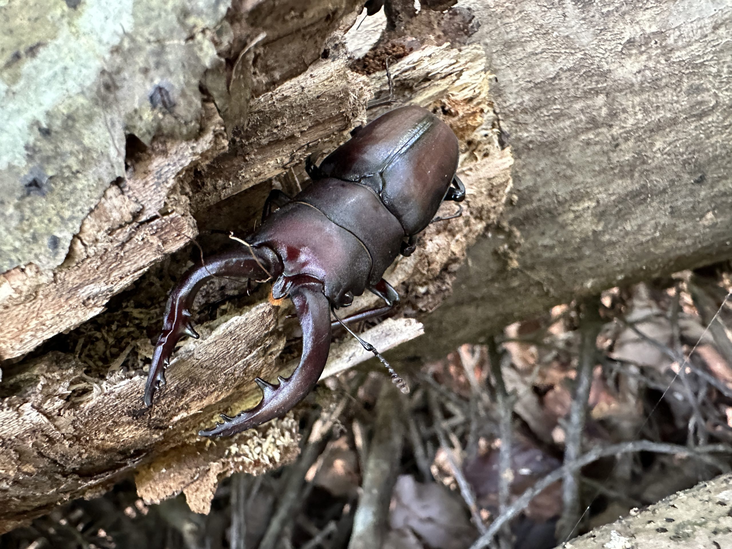 オキナワノコギリ トクノシマノコギリ 野外標本 トクノシマ