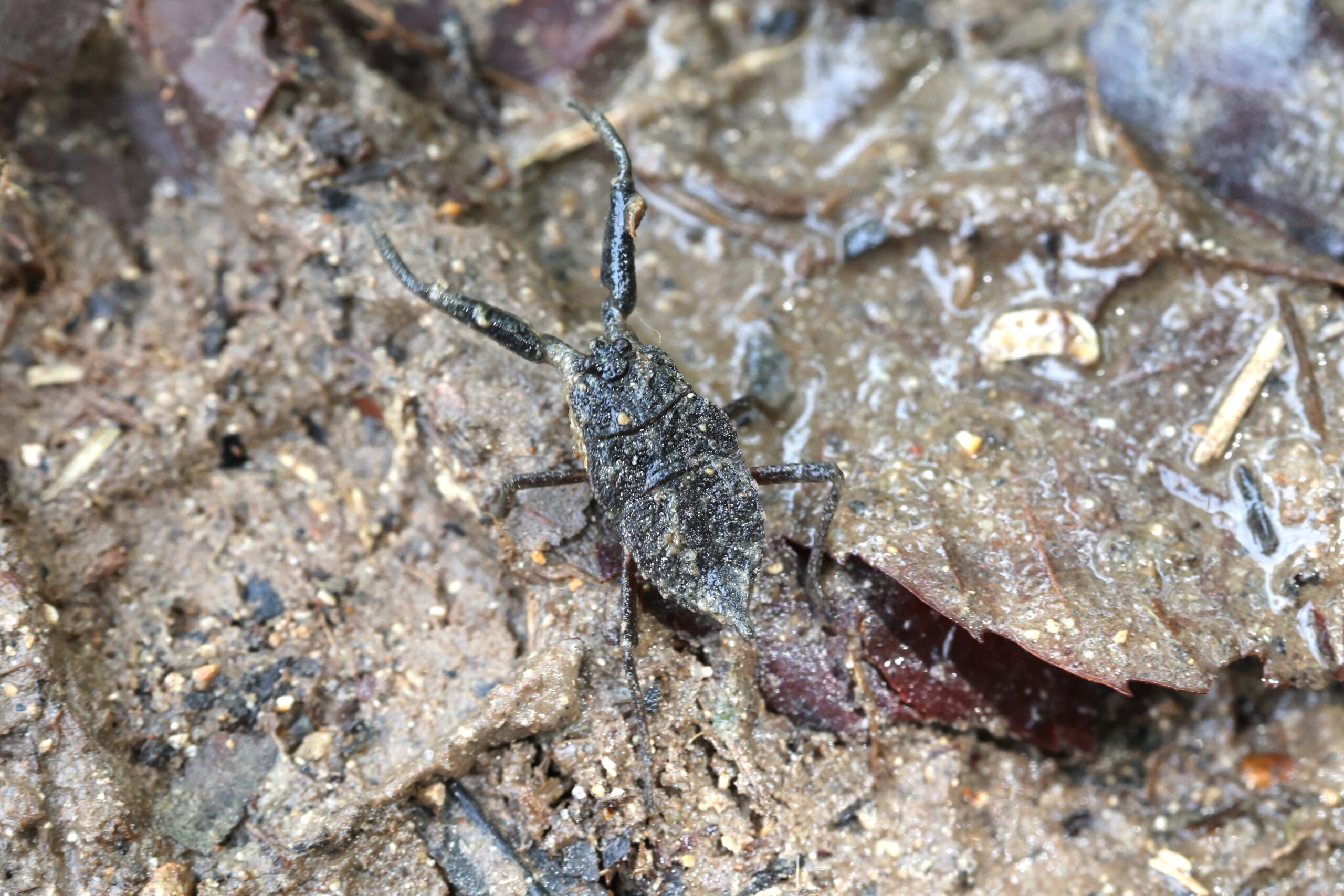 ヒメタイコウチ