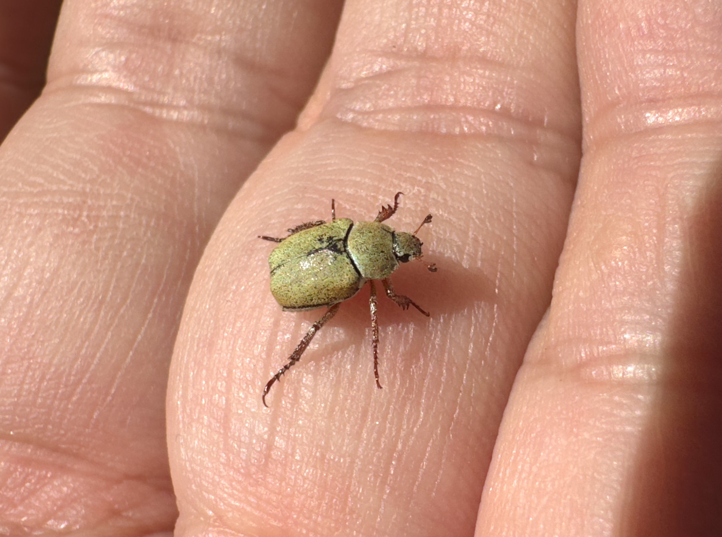 アシナガコガネ | GreenBreeze