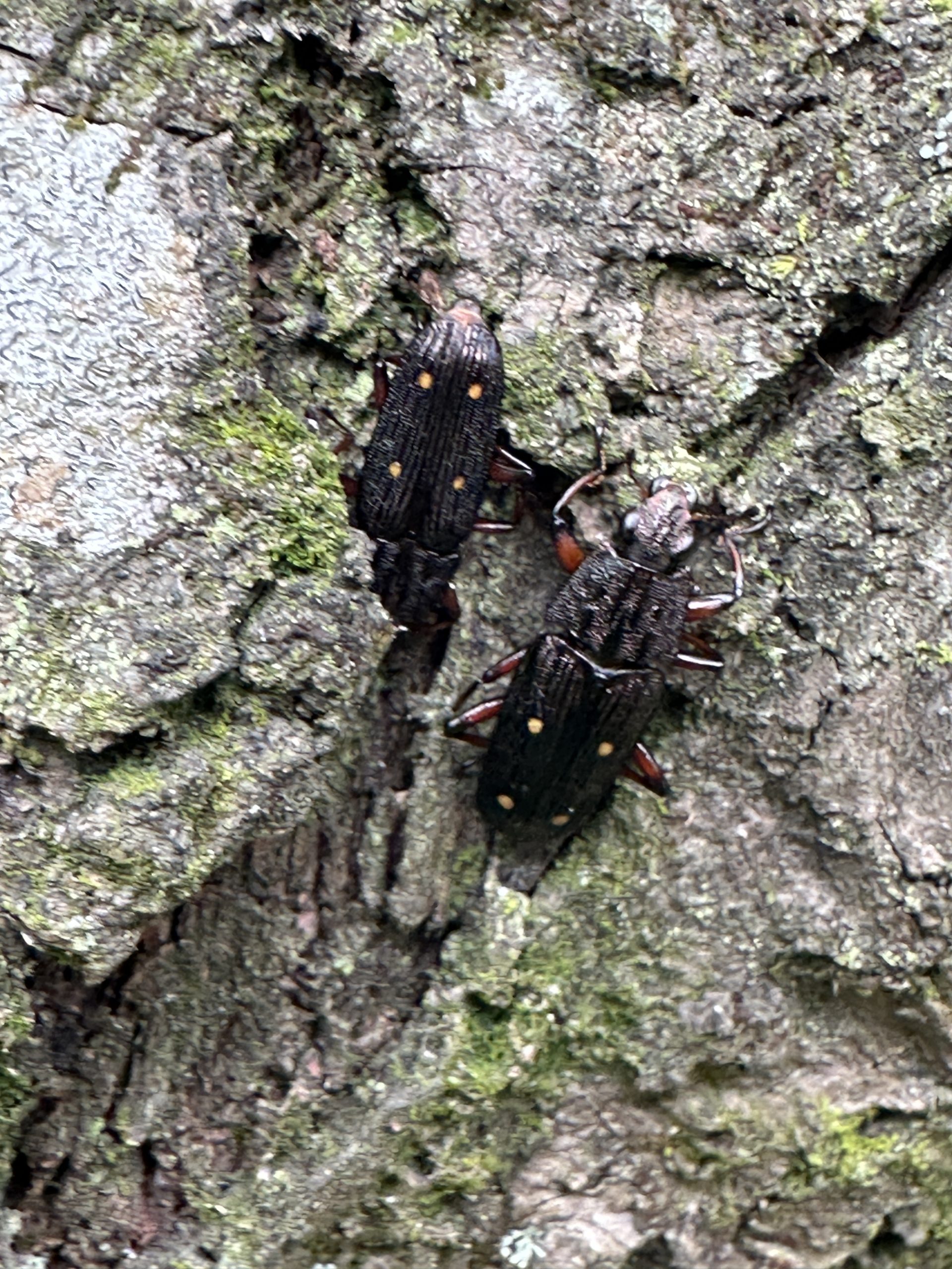 アシナガコガネ | GreenBreeze