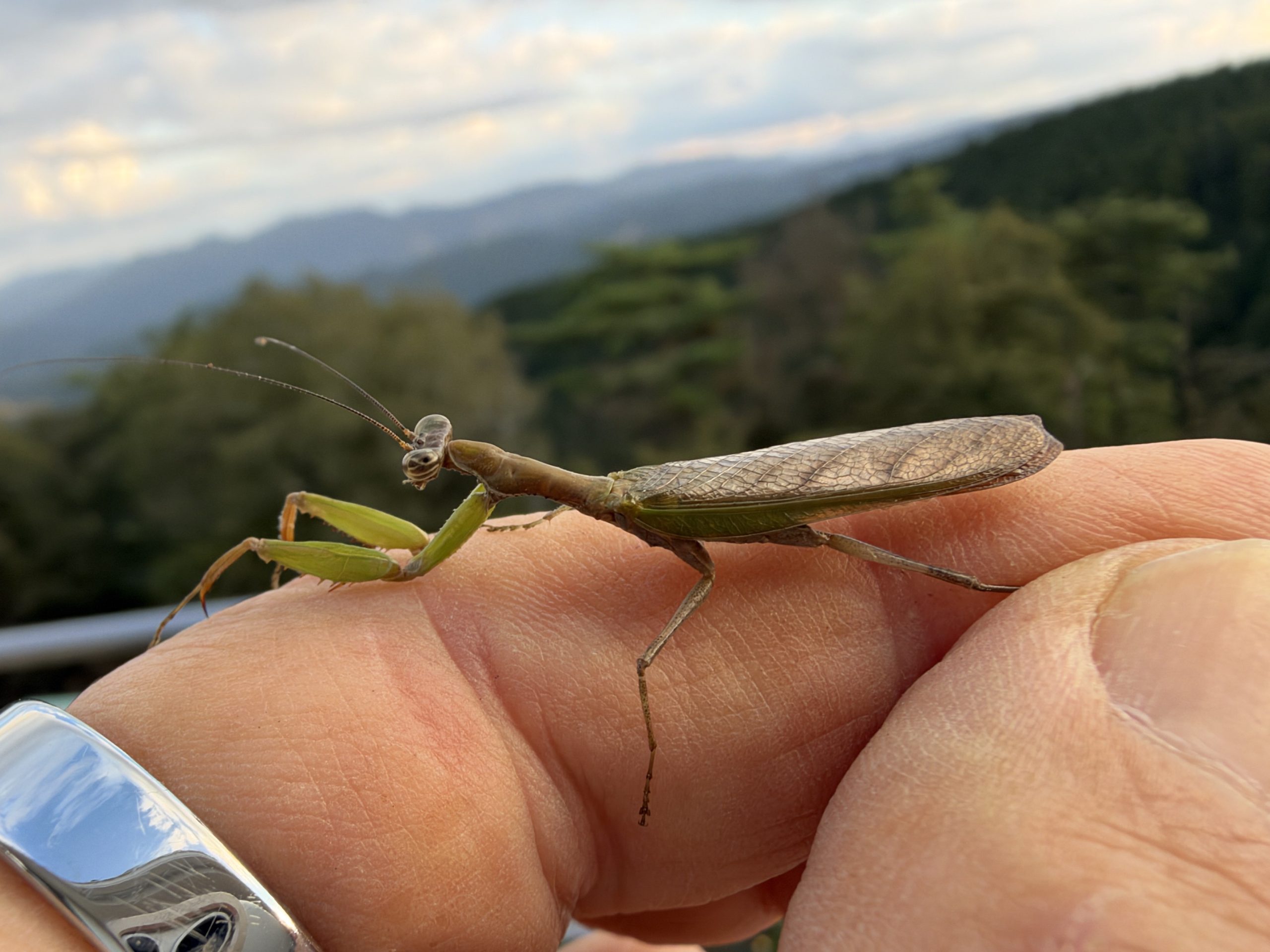 ヒメカマキリ