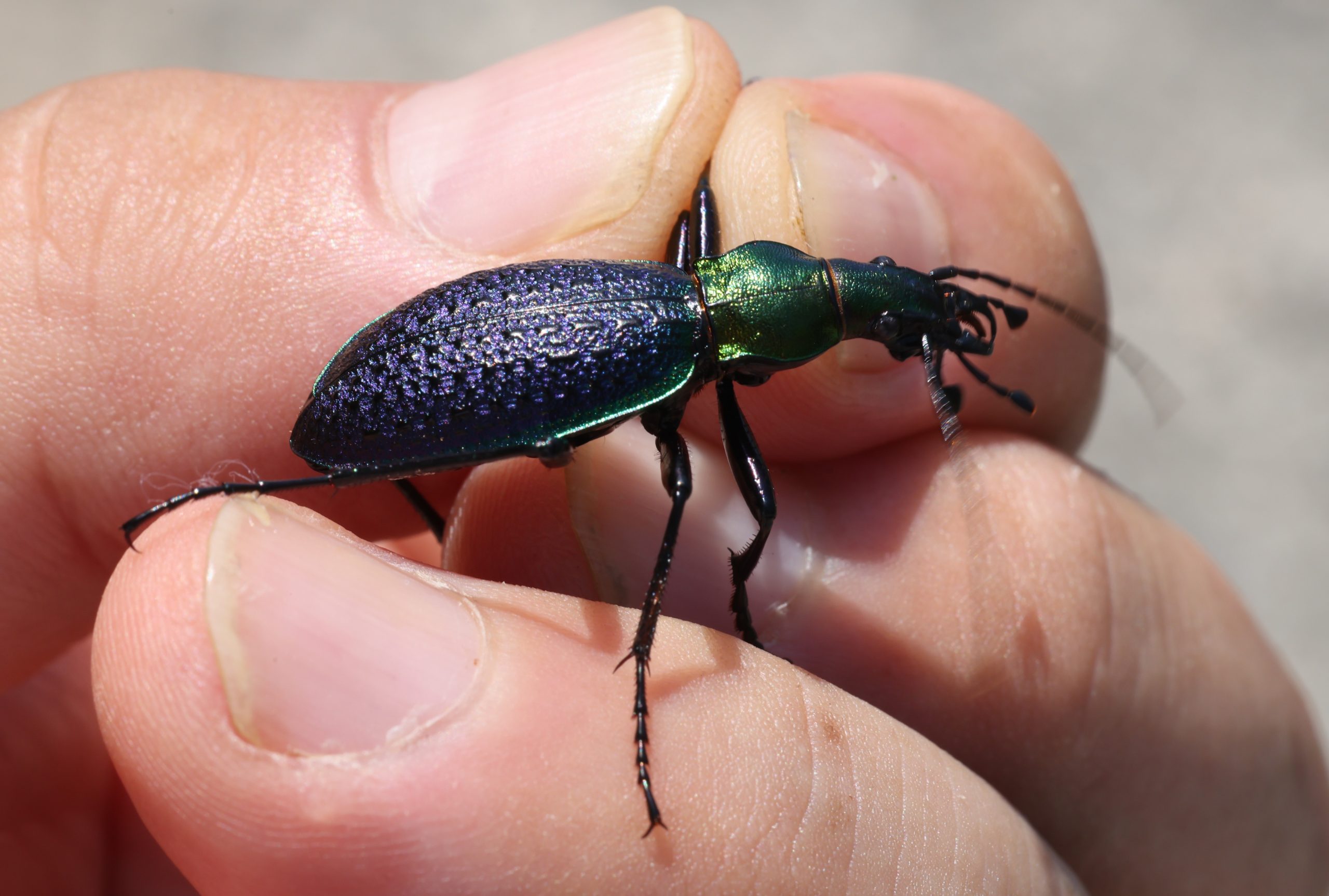 オシマルリオサムシ | GreenBreeze