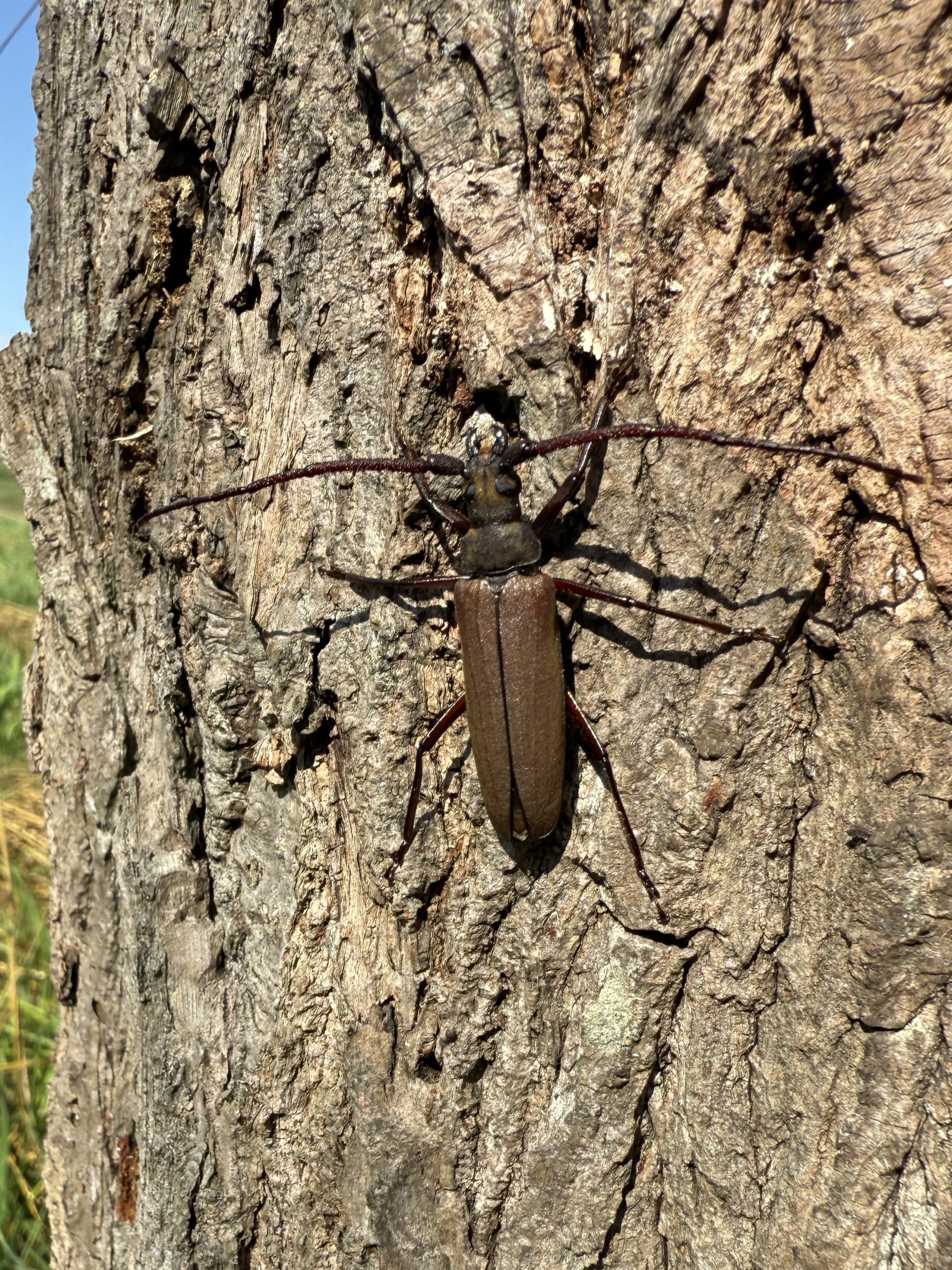 84mm】コゲチャトゲフチオオウスバカミキリ 昆虫標本 ハナムグリ