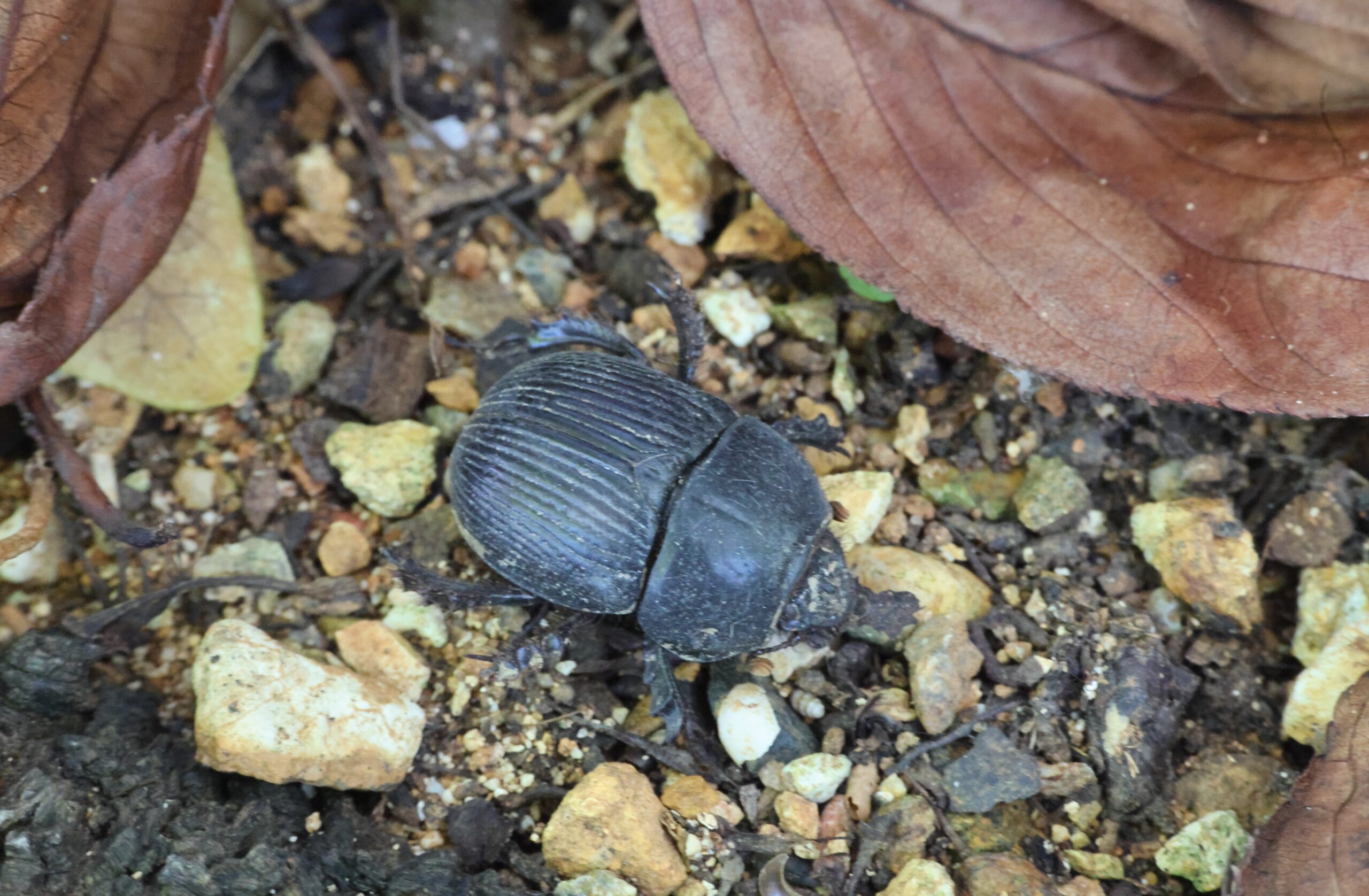 オオシマセンチコガネ | GreenBreeze