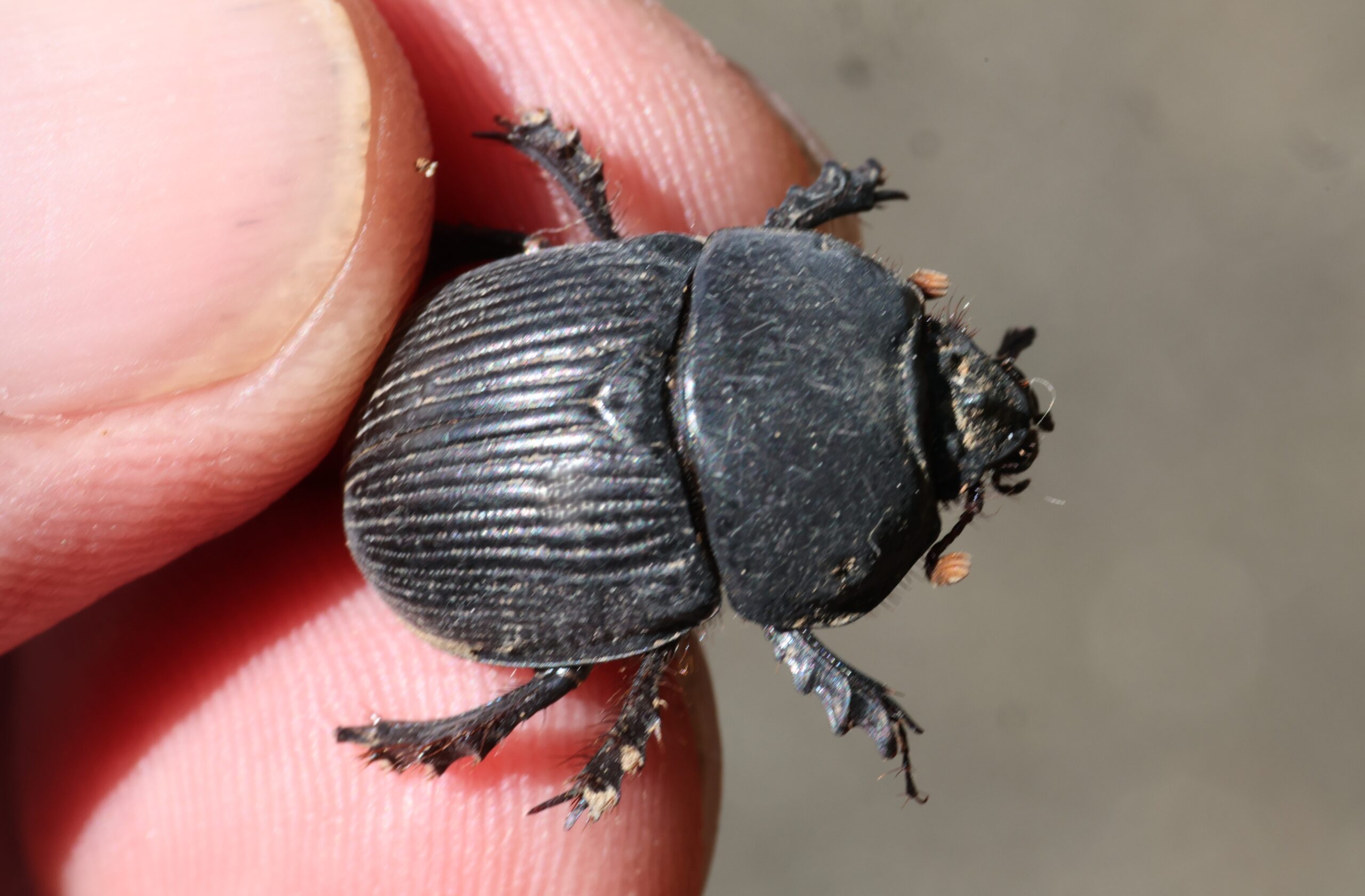 オオシマセンチコガネ | GreenBreeze