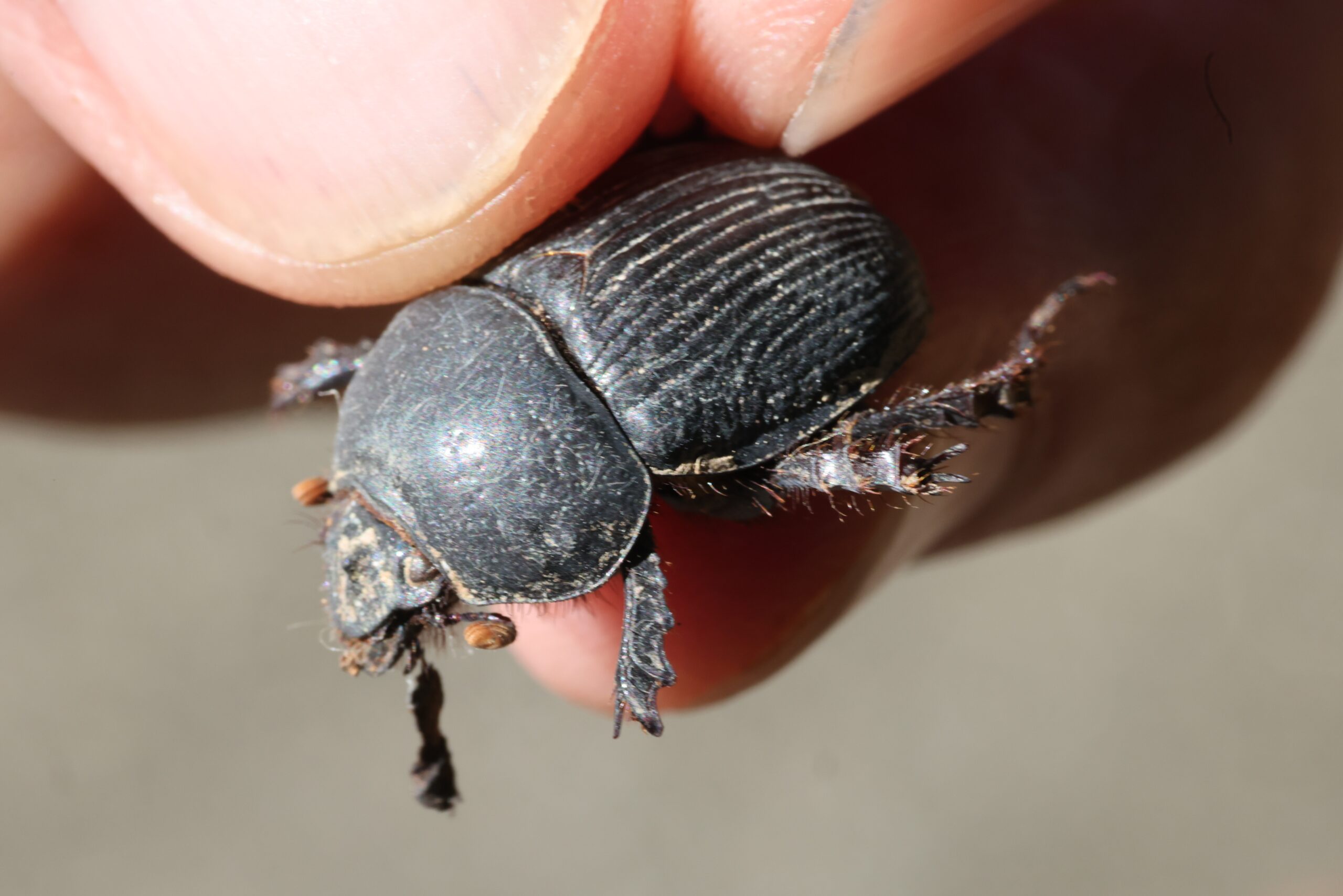 オオシマセンチコガネ | GreenBreeze