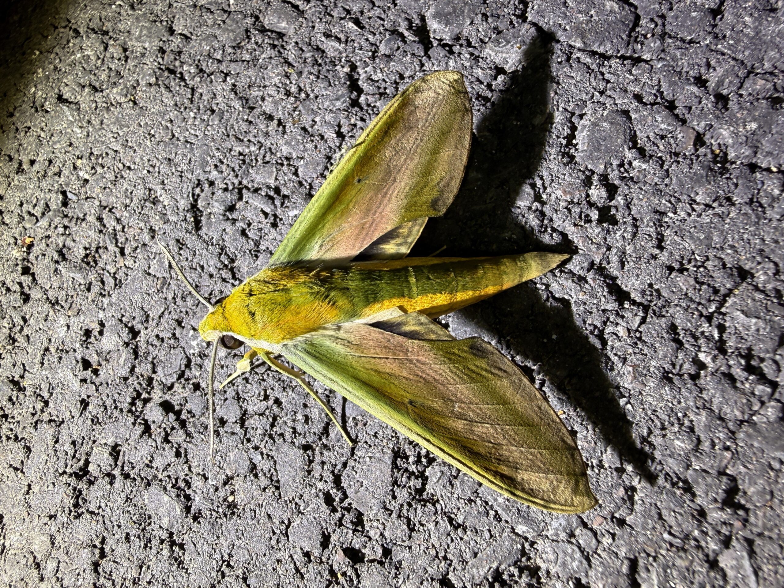 キイロスズメ