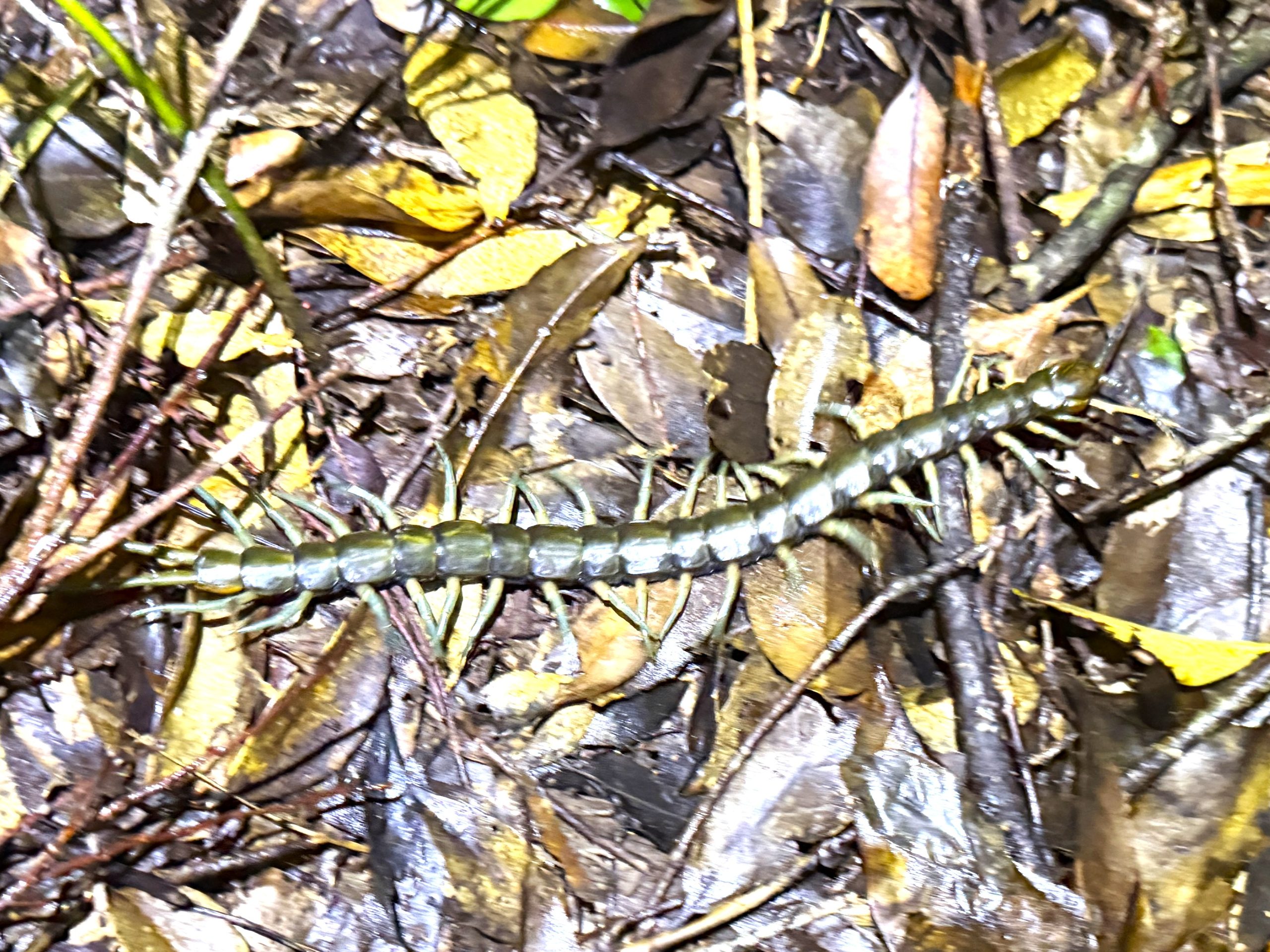 リュウジンオオムカデ